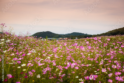 Fototapeta Naklejka Na Ścianę i Meble -  한국 시골의 아름다운 가을 코스모스 꽃밭