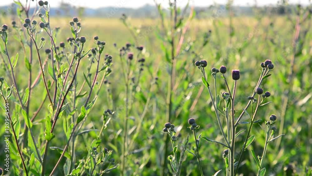 Field with weed closeup at backlit Field with weed closeup at backlit