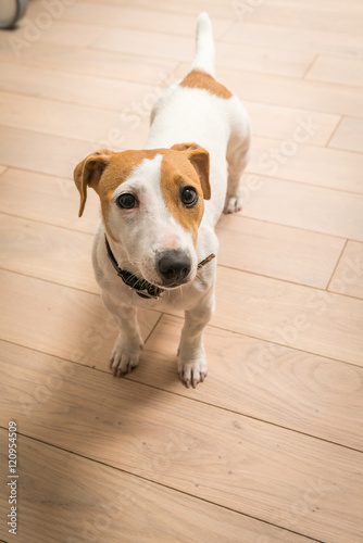 Jack Russell Terrier at home