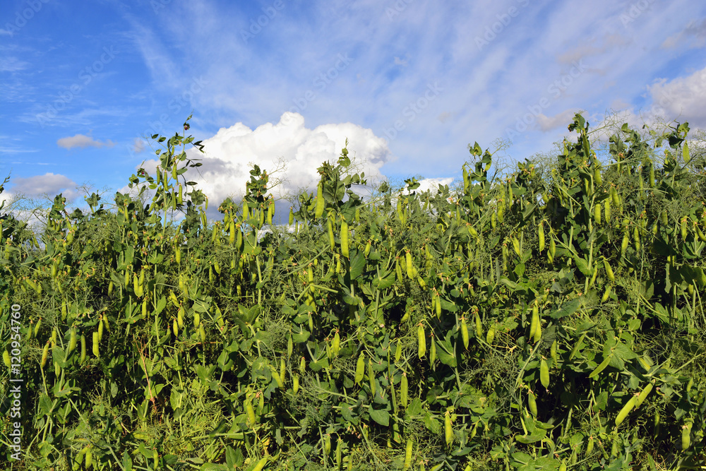 Green pea field Green pea field