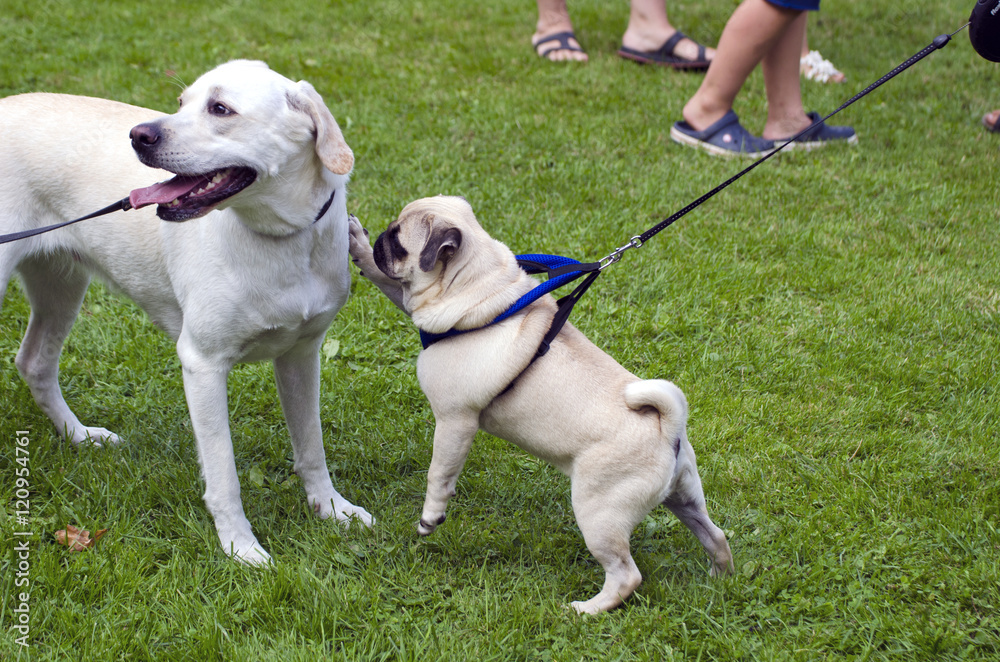 Two white dogs playing