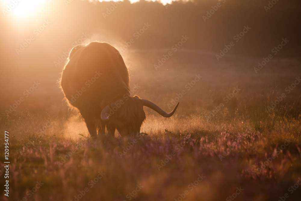 Contour of a mature bull eating flowering heath at sunrise