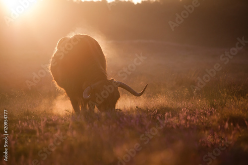 Contour of a mature bull eating flowering heath at sunrise