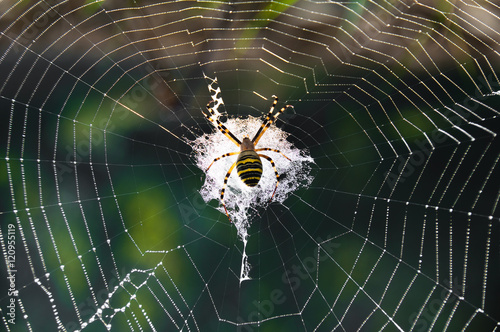 Big spider on its web