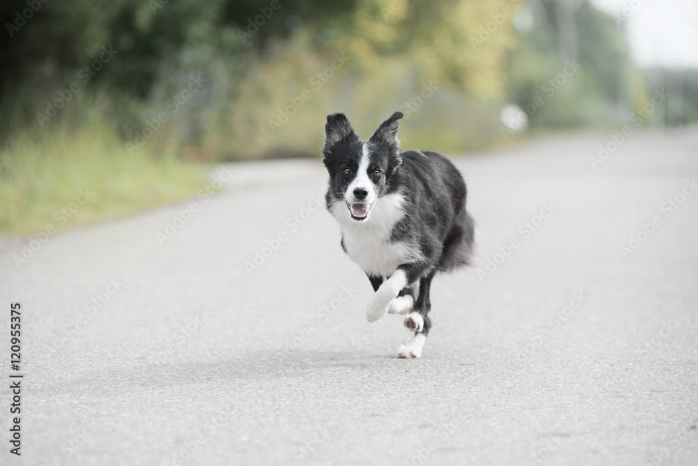 Border collie Border collie