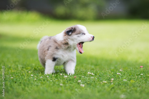 Border collie puppy © lisa1305