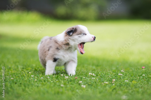 Border collie puppy