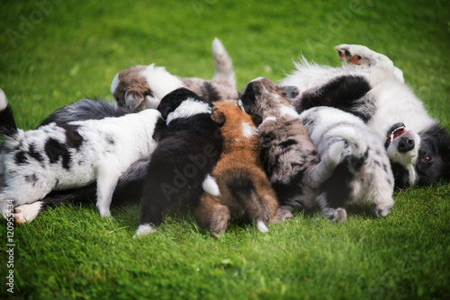 Fototapeta Naklejka Na Ścianę i Meble -  Border collie puppy