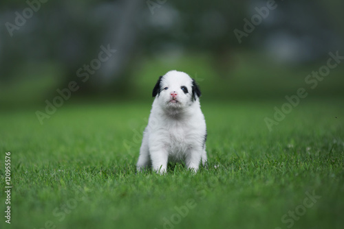 Border collie puppy © lisa1305
