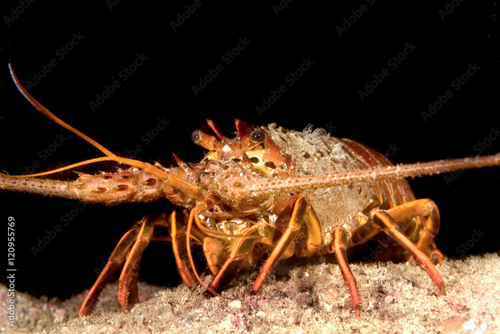 Lobster Lobster