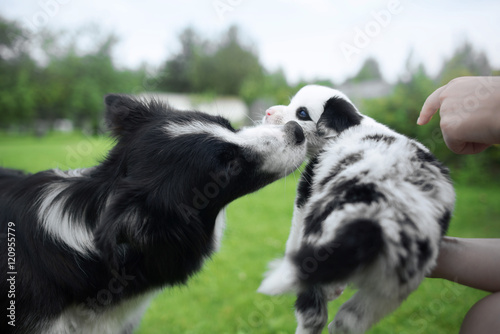 Fototapeta Naklejka Na Ścianę i Meble -  Border collie puppy