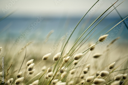 Blurry Background with Beach Grass