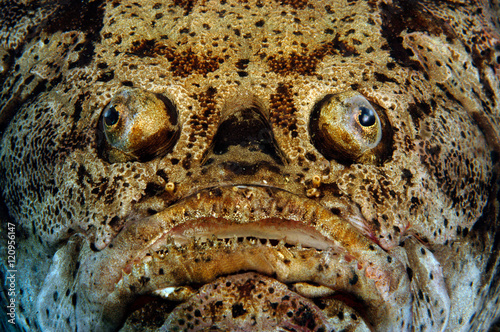 Ugly fish