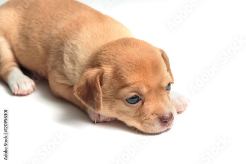 cute chihuahua puppies lying on white background
