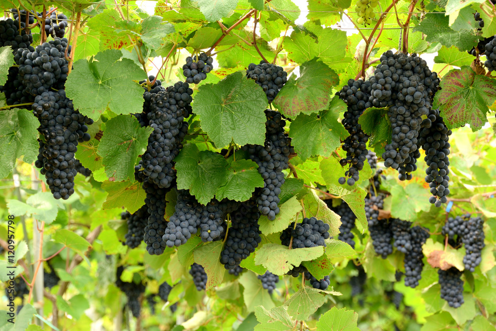 Vineyards Cabernet Sauvignon Stock 写真 | Adobe Stock