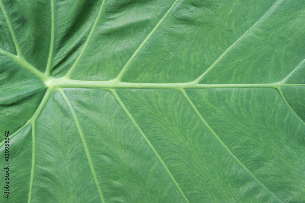 © uppichaya - Close up of Caladium leaf with copy space © uppichaya - Close up of Caladium leaf with copy space