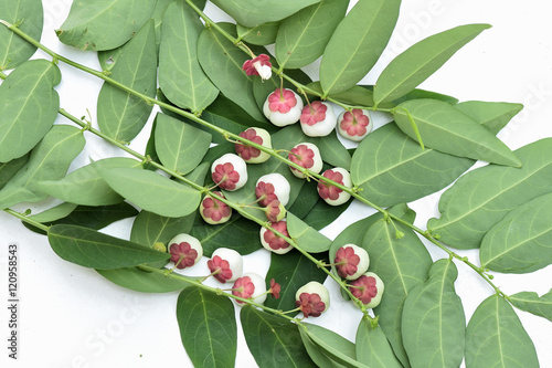 Sweet leaf and fruits