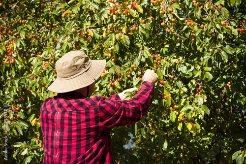 Agricultural Worker Farmer Man Picking Crabapple Tree