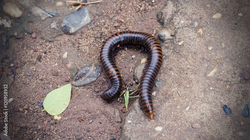 millipede on the road