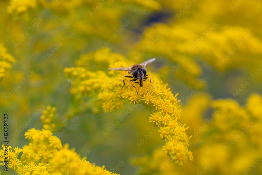 hoverfly on goldenrod closeup hoverfly on goldenrod closeup