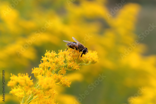 Quadro em tela hoverfly sitting on goldenrod