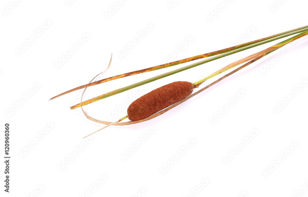 reeds isolated on white background