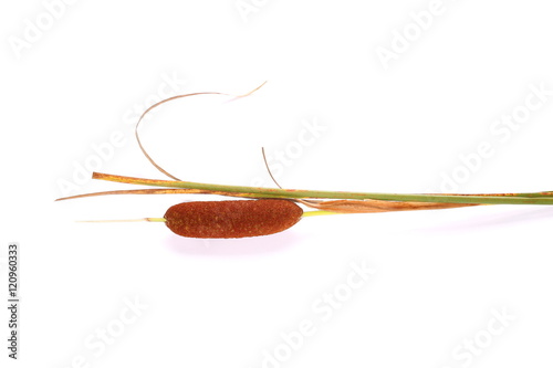 reeds isolated on white background