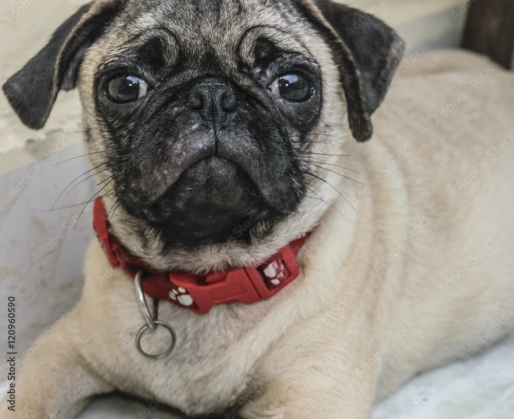 Pug dogs breeds. portraits photo of a lovely cute pug dog.