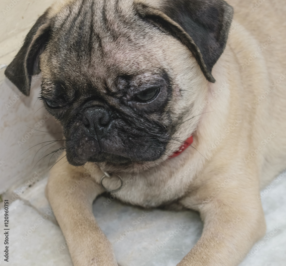 Pug dogs breeds. portraits photo of a lovely cute pug dog. Pug dogs breeds. portraits photo of a lovely cute pug dog.