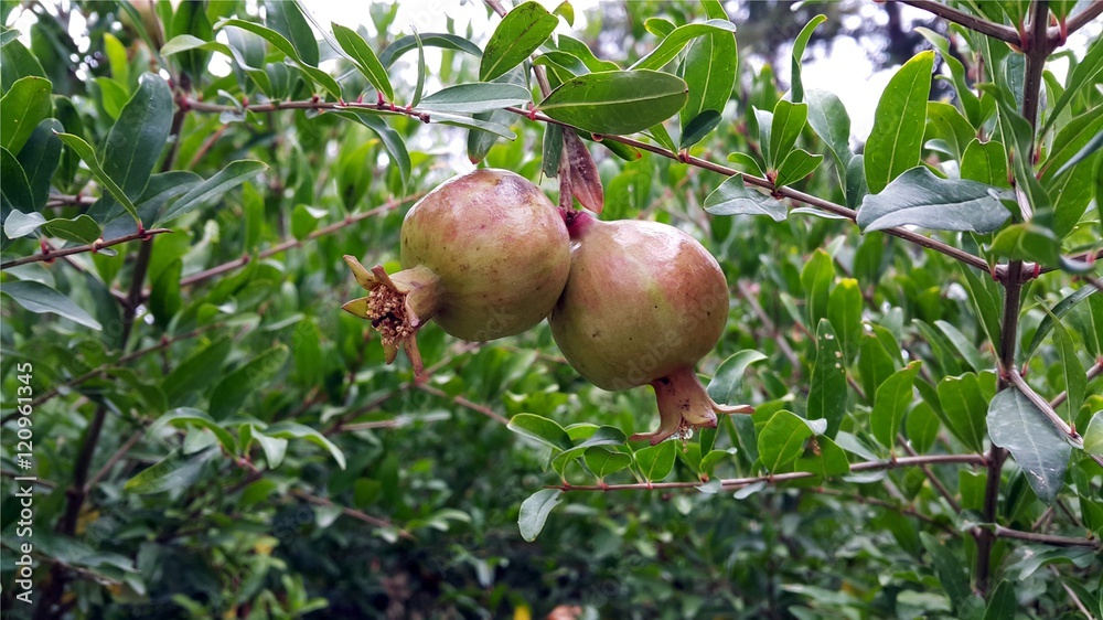 Non Ripe Green Pomegranate Fruit on Tree Branch. Non Ripe Green Pomegranate Fruit on Tree Branch.