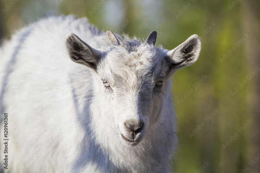 Baby goat portrait with details Baby goat portrait with details