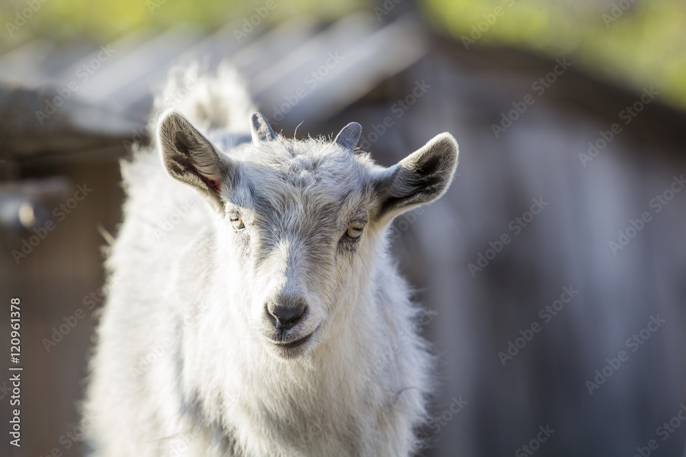 Baby goat portrait with details Baby goat portrait with details