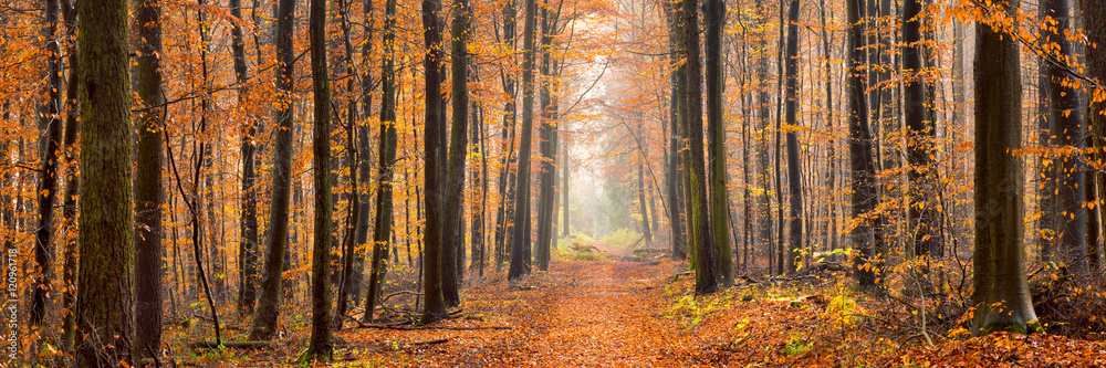 Fototapeta premium Wald Panorama im Herbst
