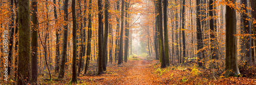 Wald Panorama im Herbst