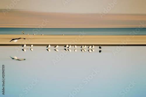Vogelschwarm in Reihe / Ein kleiner Vogelschwarm in Reihe stehender Möwen einer Brutkolonie am Saltonsee in Kalifornien. photo