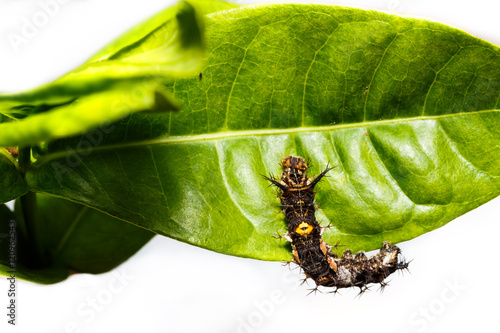 Caterpillar of the commander butterfly photo