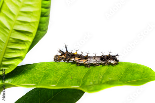 Caterpillar of the commander butterfly photo