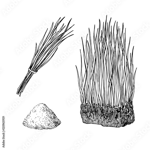 Barley grass and powder vector superfood drawing. Isolated hand