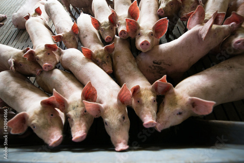 Pigs at a factory