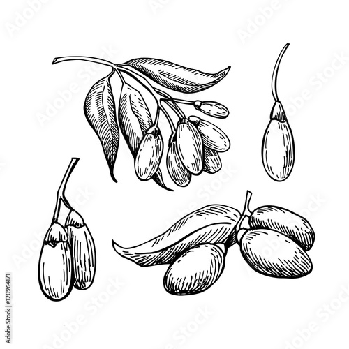 Goji berry vector superfood drawing set. Isolated hand drawn  il