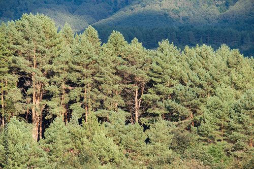 Pine forest in autumn day photo