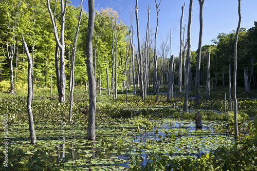 Swamp in Late Afternoon