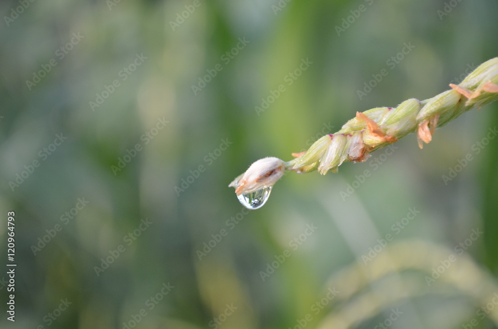Closeup of dew drop on corn tassel in the early morning Closeup of dew drop on corn tassel in the early morning
