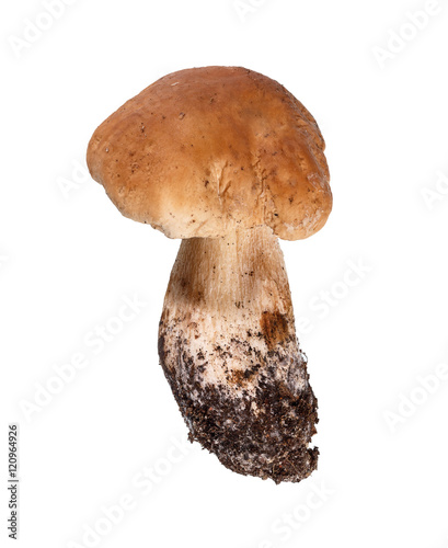 Mushroom boletus isolated on white background