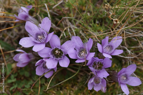 Gentianella bulgarica, Cuckoo language - flowers that grow at an altitude of 2000-2300 m photo