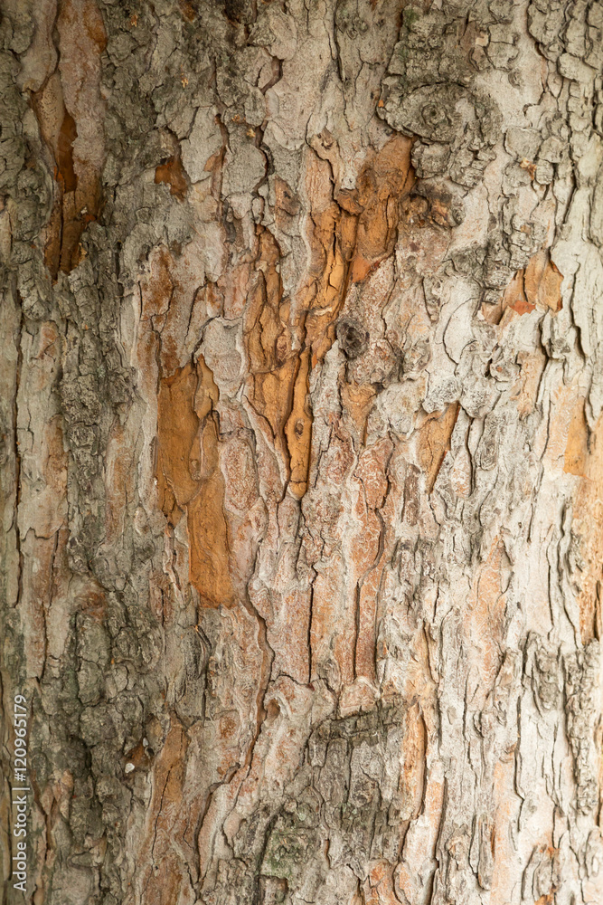 Obraz premium Ствол и кора конского каштана