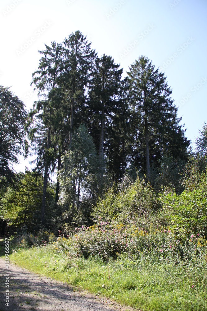 Am Waldweg Am Waldweg