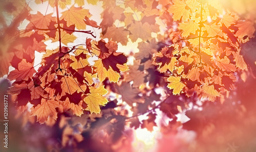 Beautiful autumn tree lit by sun rays - beautiful autumn leaves