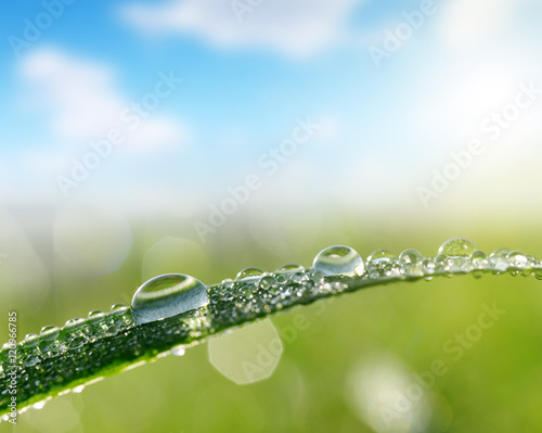 Leaf of grass with dew drops closeup. Nature Background