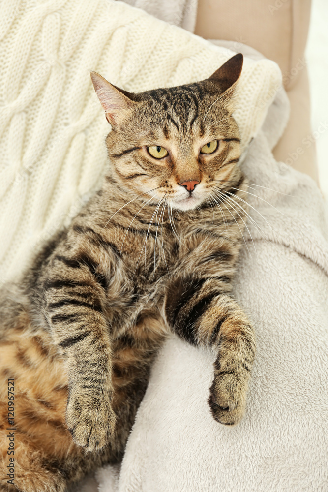 Grey tabby cat lying on plaid Grey tabby cat lying on plaid